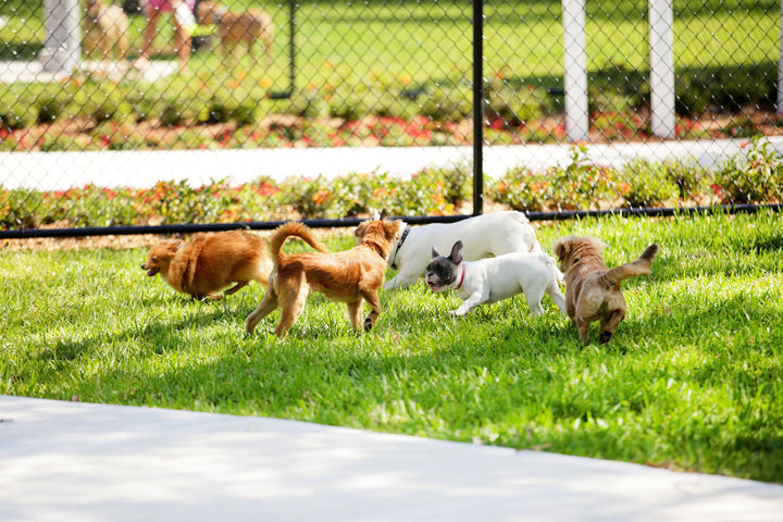 Top 8 Brisbane Dog Parks