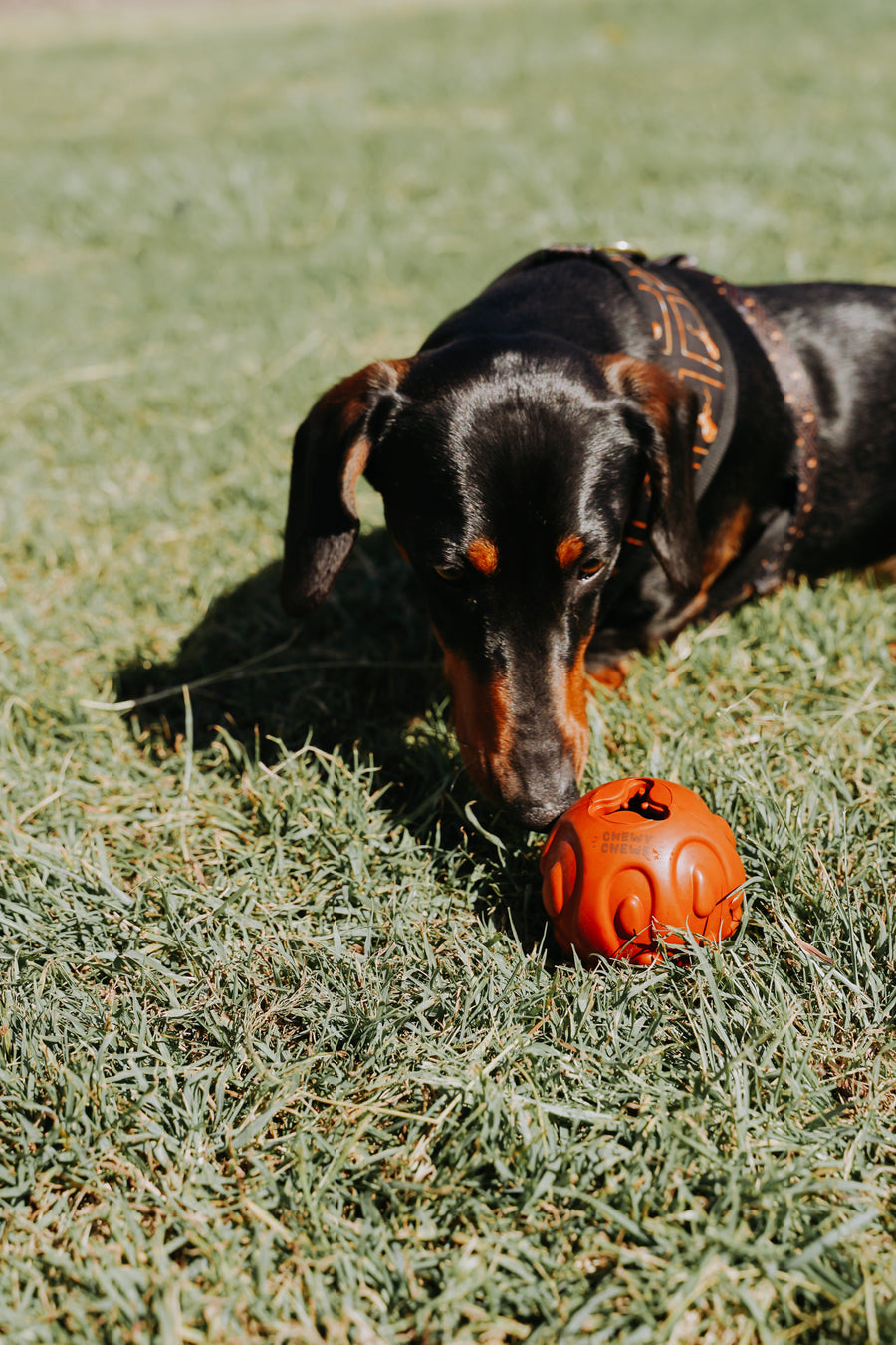 "Treat-n-play" Rubber Ball