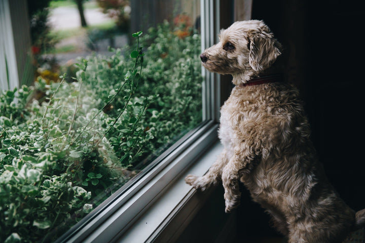 dog looks out window